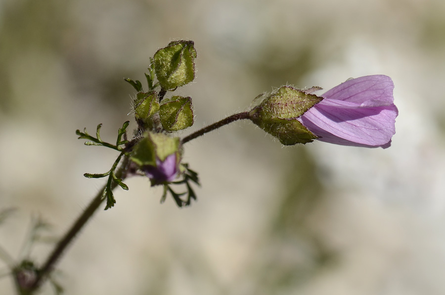 Malva moschata / Malva moscata